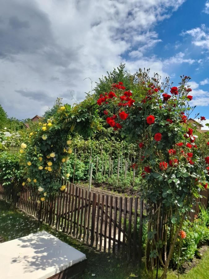 Haţeg Casa Ioana 빌라 외부 사진